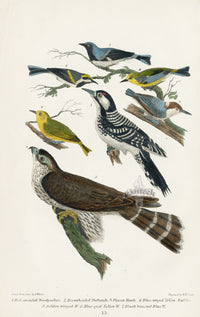 Wilson 1832 Red-cocaded Woodpecker - Panteek Antique Prints