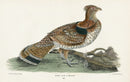 Wilson 1832 Ruffed Grouse or Pheasant - Panteek Antique Prints