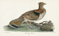 Wilson 1832 Ruffed Grouse or Pheasant - Panteek Antique Prints