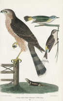 Wilson 1832 Sharp-shinned Hawk, Redstart - Panteek Antique Prints
