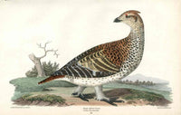 Wilson 1832 Sharp Tailed Grouse - Panteek Antique Prints