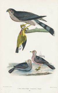 Wilson 1832 Slate coloured Hawk, Ground Dove - Panteek Antique Prints