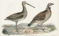 Wilson 1832 Snipe, Quail or Partridge - Panteek Antique Prints