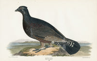 Wilson 1832 Spotted Grouse - Panteek Antique Prints