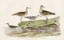 Wilson 1832 Spotted Sandpiper, Plovers - Panteek Antique Prints