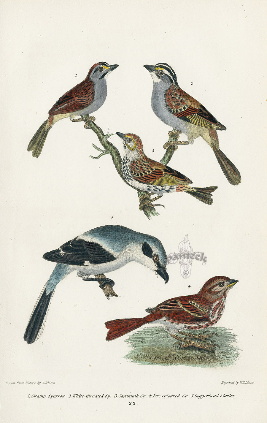 Wilson 1832 Swamp Sparrow, White-throated