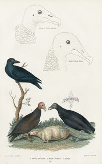 Wilson 1832 Turkey Buzzard, Black Vulture - Panteek Antique Prints