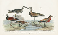 Wilson 1832 Turnstone, Ash Coloured - Panteek Antique Prints