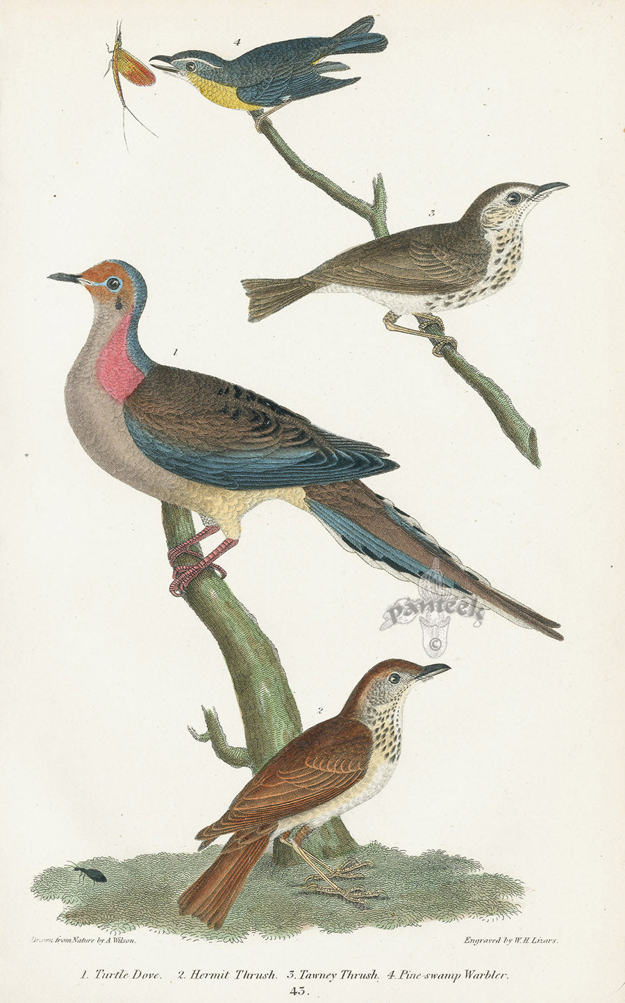 Wilson 1832 Turtle Dove, Hermit Thrush