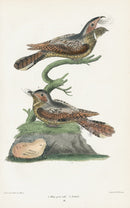 Wilson 1832 Whip-poor-will - Panteek Antique Prints