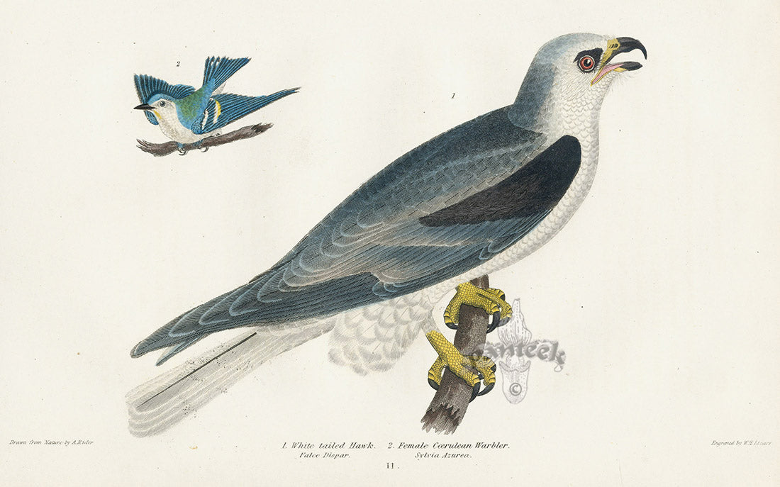 Wilson 1832 White tailed Hawk