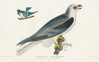 Wilson 1832 White tailed Hawk - Panteek Antique Prints