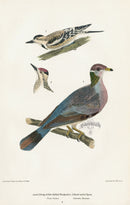 Wilson 1832 Yellow-bellied Woodpecker - Panteek Antique Prints