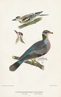 Wilson 1832 Yellow-bellied Woodpecker - Panteek Antique Prints
