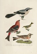 Wilson Ornithology 1871 American Shrike or Butcher Bird - Panteek Antique Prints
