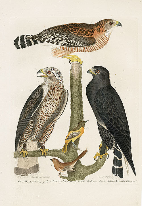 Wilson Ornithology 1871 Black Hawk, Baltimore Oriole, Bunting