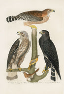 Wilson Ornithology 1871 Black Hawk, Baltimore Oriole, Bunting - Panteek Antique Prints
