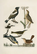 Wilson Ornithology 1871 Bunting, Wren, Warbler - Panteek Antique Prints
