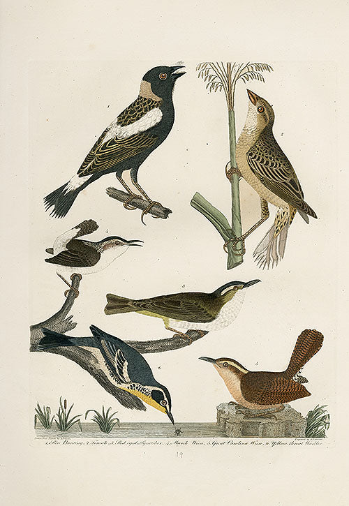 Wilson Ornithology 1871 Bunting, Wren, Warbler - Panteek Antique Prints
