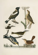 Wilson Ornithology 1871 Bunting, Wren, Warbler - Panteek Antique Prints