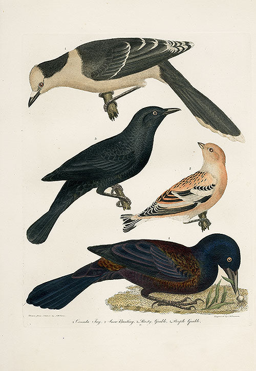 Wilson Ornithology 1871 Canada Jay, Bunting, Grackle