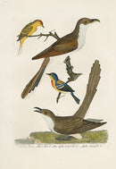 Wilson Ornithology 1871 Carolina Cuckoo, Yellow Red-Poll - Panteek Antique Prints