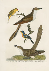 Wilson Ornithology 1871 Carolina Cuckoo, Yellow Red-Poll - Panteek Antique Prints