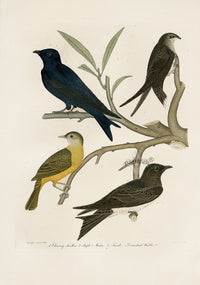 Wilson Ornithology 1871 Chimney Swallow, Purple Martin, Connecticut Warbler - Panteek Antique Prints