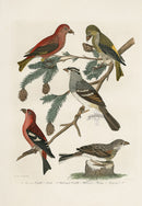 Wilson Ornithology 1871 Common Grossbill, White Crowned Bunting - Panteek Antique Prints