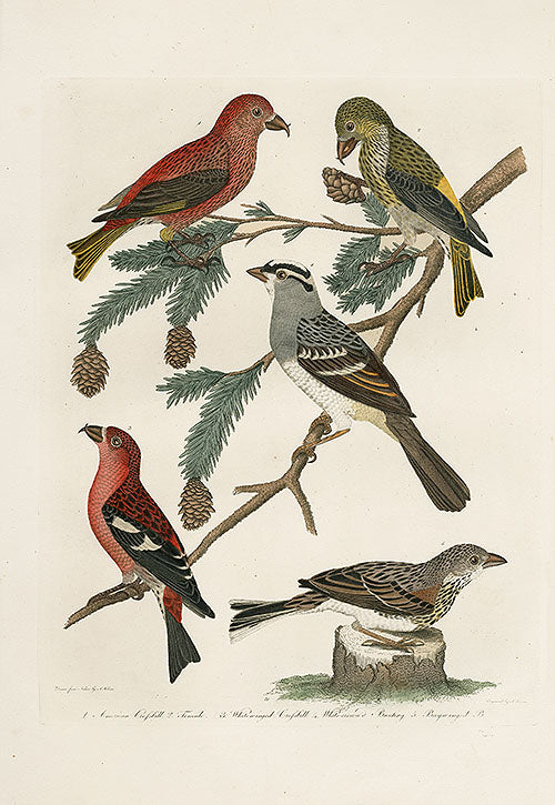 Wilson Ornithology 1871 Common Grossbill, White Crowned Bunting - Panteek Antique Prints