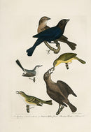 Wilson Ornithology 1871 Cow Bunting, Flycatcher - Panteek Antique Prints