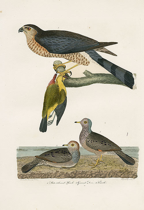 Wilson Ornithology 1871 Hawk, Dove