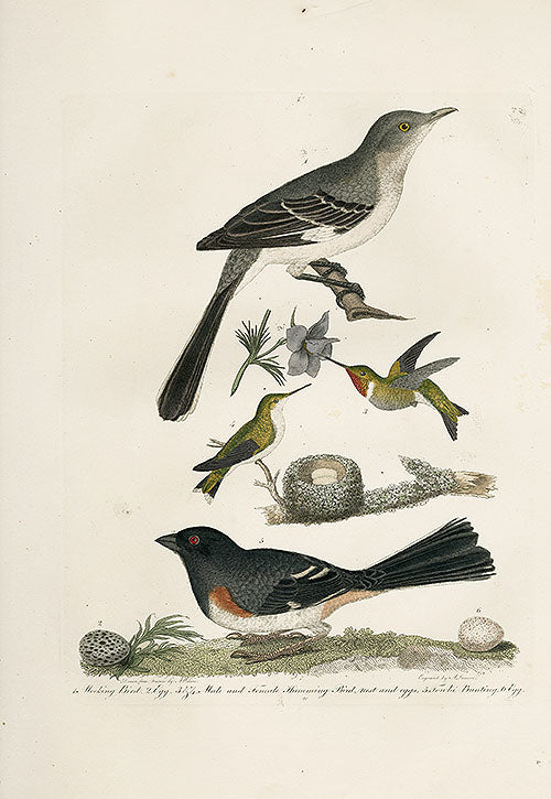 Wilson Ornithology 1871 Hummingbird, Mockingbird