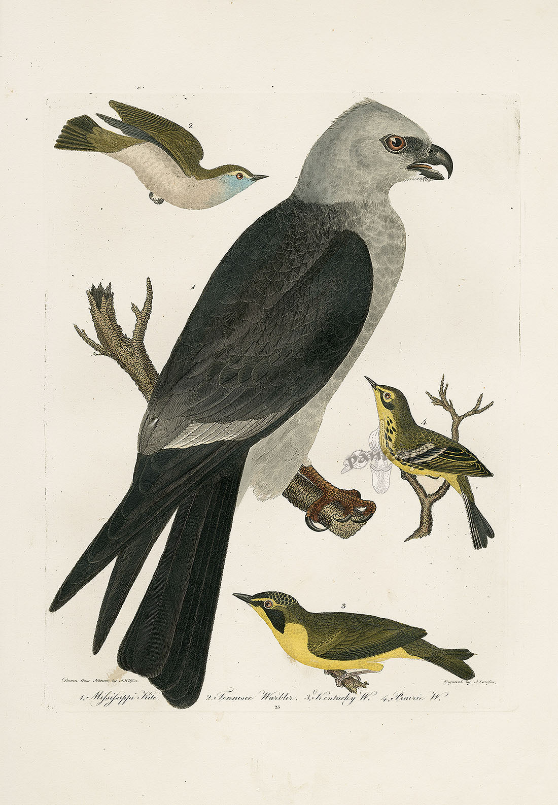 Wilson Ornithology 1871 Mississippi Kite, Tennessee Warbler, Kentucky Warbler