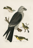 Wilson Ornithology 1871 Mississippi Kite, Tennessee Warbler, Kentucky Warbler - Panteek Antique Prints