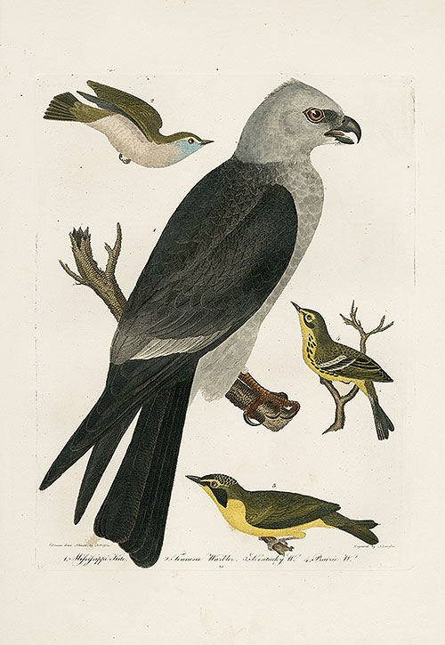 Wilson Ornithology 1871 Mississippi Kite, Tennessee Warbler, Kentucky Warbler - Panteek Antique Prints