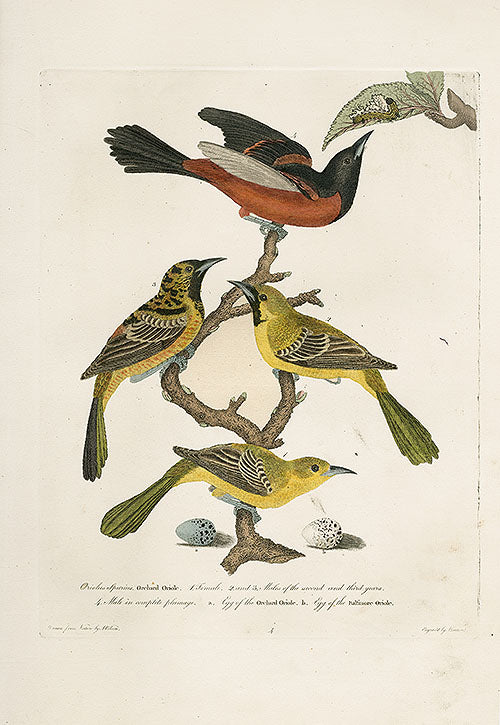 Wilson Ornithology 1871 Oriole - Panteek Antique Prints