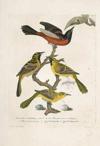 Wilson Ornithology 1871 Oriole - Panteek Antique Prints
