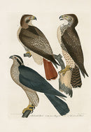 Wilson Ornithology 1871 Red-Tailed Hawk, American Buzzard - Panteek Antique Prints