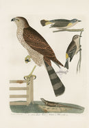 Wilson Ornithology 1871 Sharp Shinned Hawk, Redstart, Yellow Rump - Panteek Antique Prints