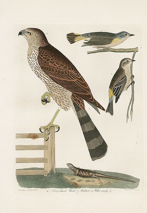 Wilson Ornithology 1871 Sharp Shinned Hawk, Redstart, Yellow Rump