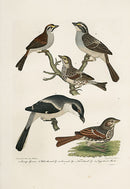Wilson Ornithology 1871 Sparrow - Panteek Antique Prints