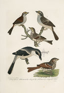 Wilson Ornithology 1871 Sparrow - Panteek Antique Prints