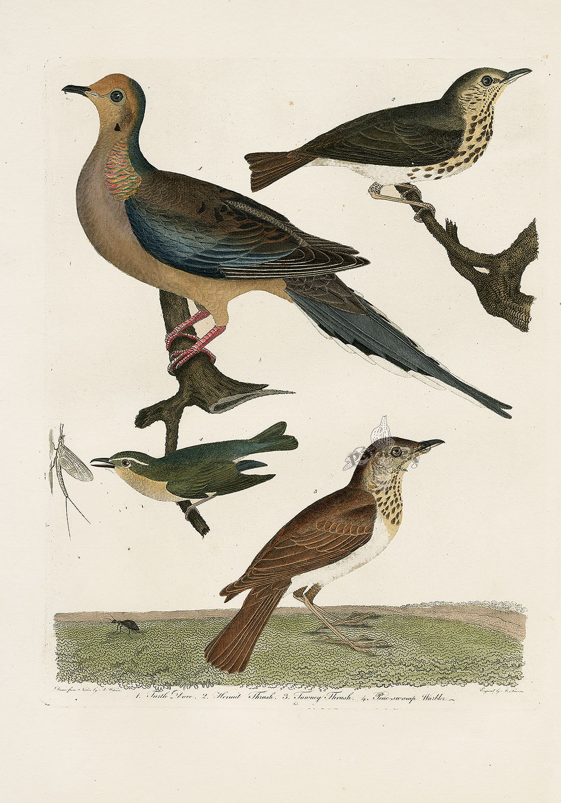 Wilson Ornithology 1871 Turtle Dove, Thrush, Warbler