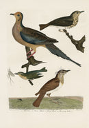 Wilson Ornithology 1871 Turtle Dove, Thrush, Warbler - Panteek Antique Prints