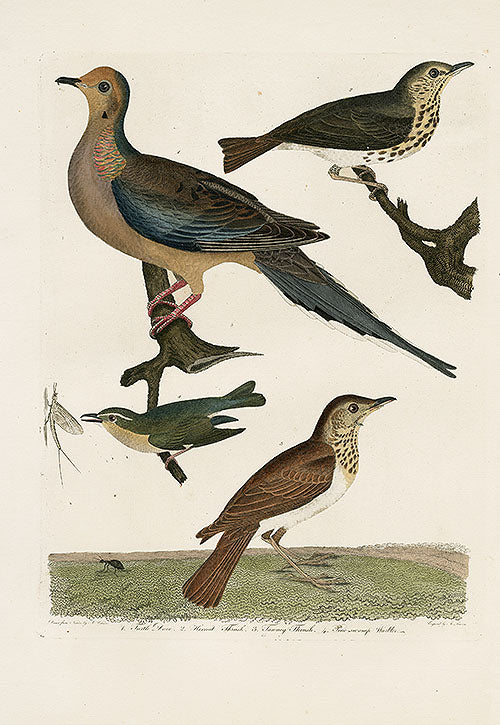 Wilson Ornithology 1871 Turtle Dove, Thrush, Warbler