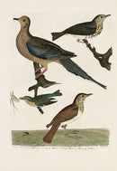 Wilson Ornithology 1871 Turtle Dove, Thrush, Warbler - Panteek Antique Prints