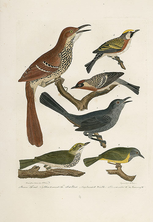 Wilson Ornithology 1871 Warbler, Thrush, Cat Bird