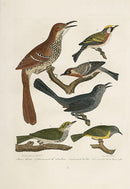Wilson Ornithology 1871 Warbler, Thrush, Cat Bird - Panteek Antique Prints