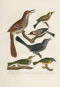 Wilson Ornithology 1871 Warbler, Thrush, Cat Bird - Panteek Antique Prints